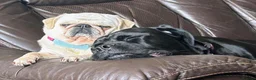 Cane Corso dogs for sale: Cane Corso female  in Salisbury - Advert 2