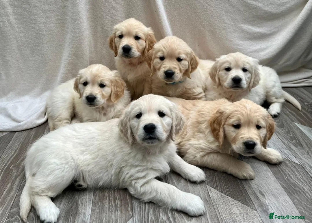 Golden Retriever dogs for sale: Show champ sired KC reg Golden RetrieverPuppies  - Advert 1