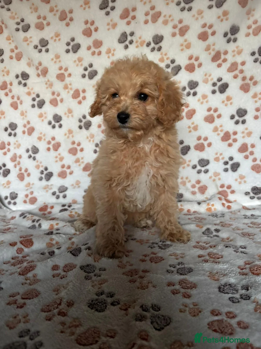 Cavapoo dogs for sale: Beautiful red Cavapoos  in Sheerness - Advert 13