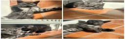 Mixed Breed cats for sale:  kittens looking for a loving forever home 🐾 in Ipswich - Advert 5
