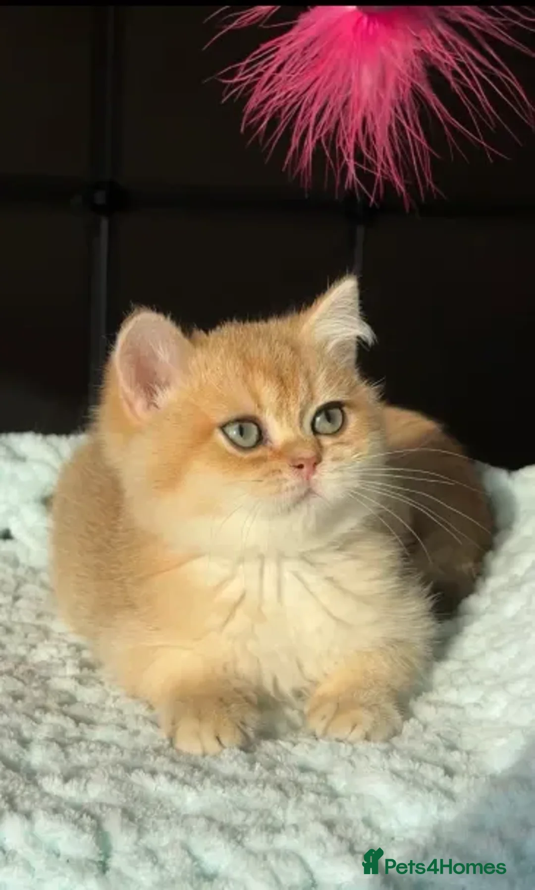 British Shorthair cats for sale: British Shorthair BSH Black Golden Shaded - Advert 7