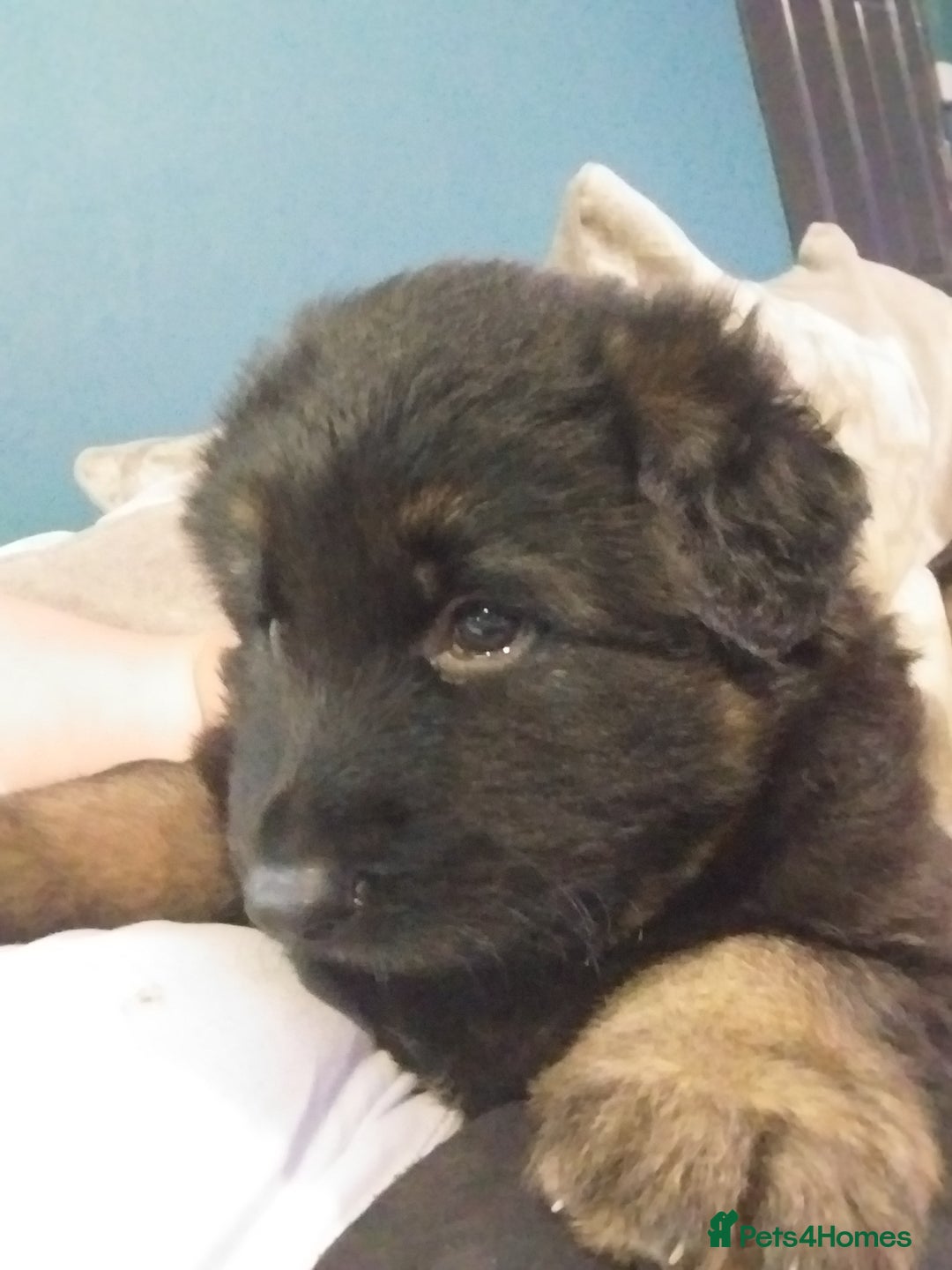German Shepherd dogs for sale: 2 boy german shepherd puppy's  - Advert 13
