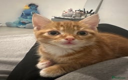 Mixed Breed cats for sale: Beautiful ginger kittens  - Image 11