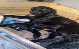 Labrador Retriever dogs for sale: labrador pups  - Image 5