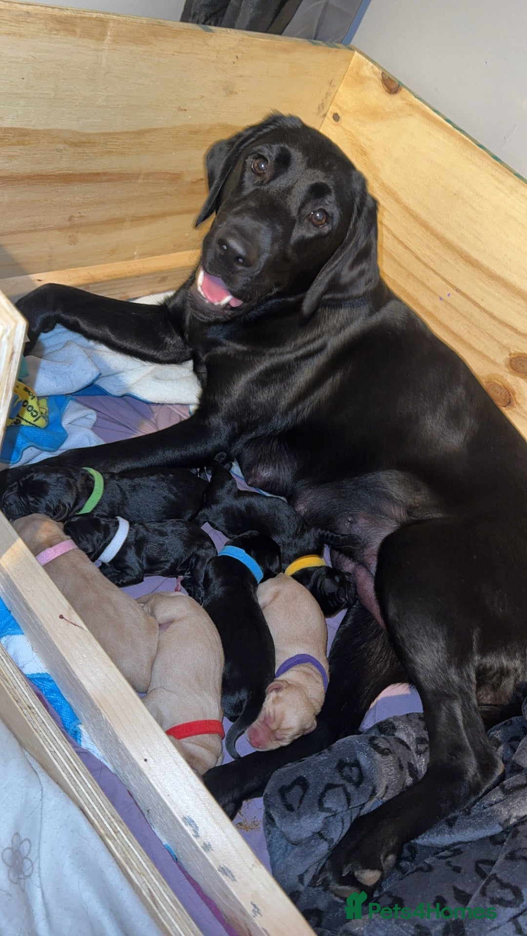 Labrador Retriever dogs for sale: labrador pups  - Image 5