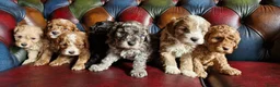 Cavapoo dogs for sale: Gorgeous F1b Cavapoo pups.health tested parents  - Advert 3