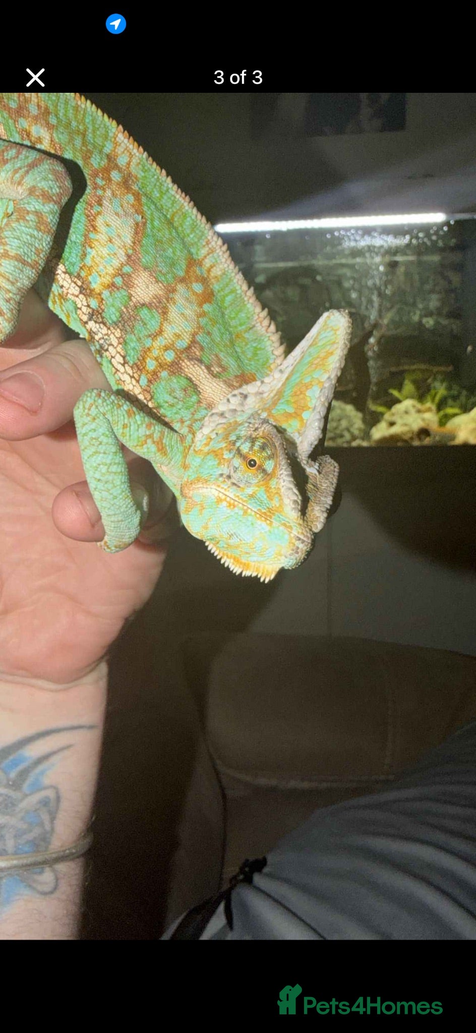 Chameleon reptiles Veiled Chameleon and full set up - Advert 2