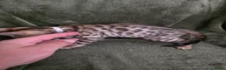 Bengal cats for sale: TICABengal Kittens FullyVaccinated Ready NOW❗️❗️❗️ - Advert 24