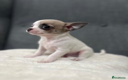 Chihuahua dogs for sale: 5Stunning tiny Smooth coat 🍏head chihuahua puppys - Image 19
