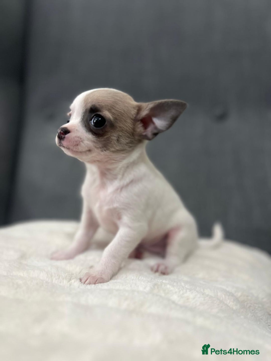 Chihuahua dogs for sale: 5Stunning tiny Smooth coat 🍏head chihuahua puppys - Image 19
