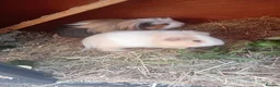 Guinea Pig rodents for sale: Two male guinea pigs for sale in Manchester - Advert 5