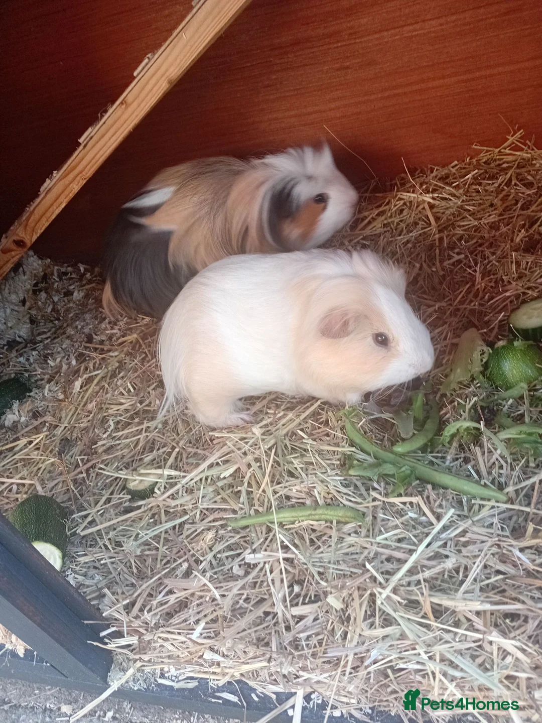 Guinea Pig rodents for sale: Two male guinea pigs for sale in Manchester - Advert 5