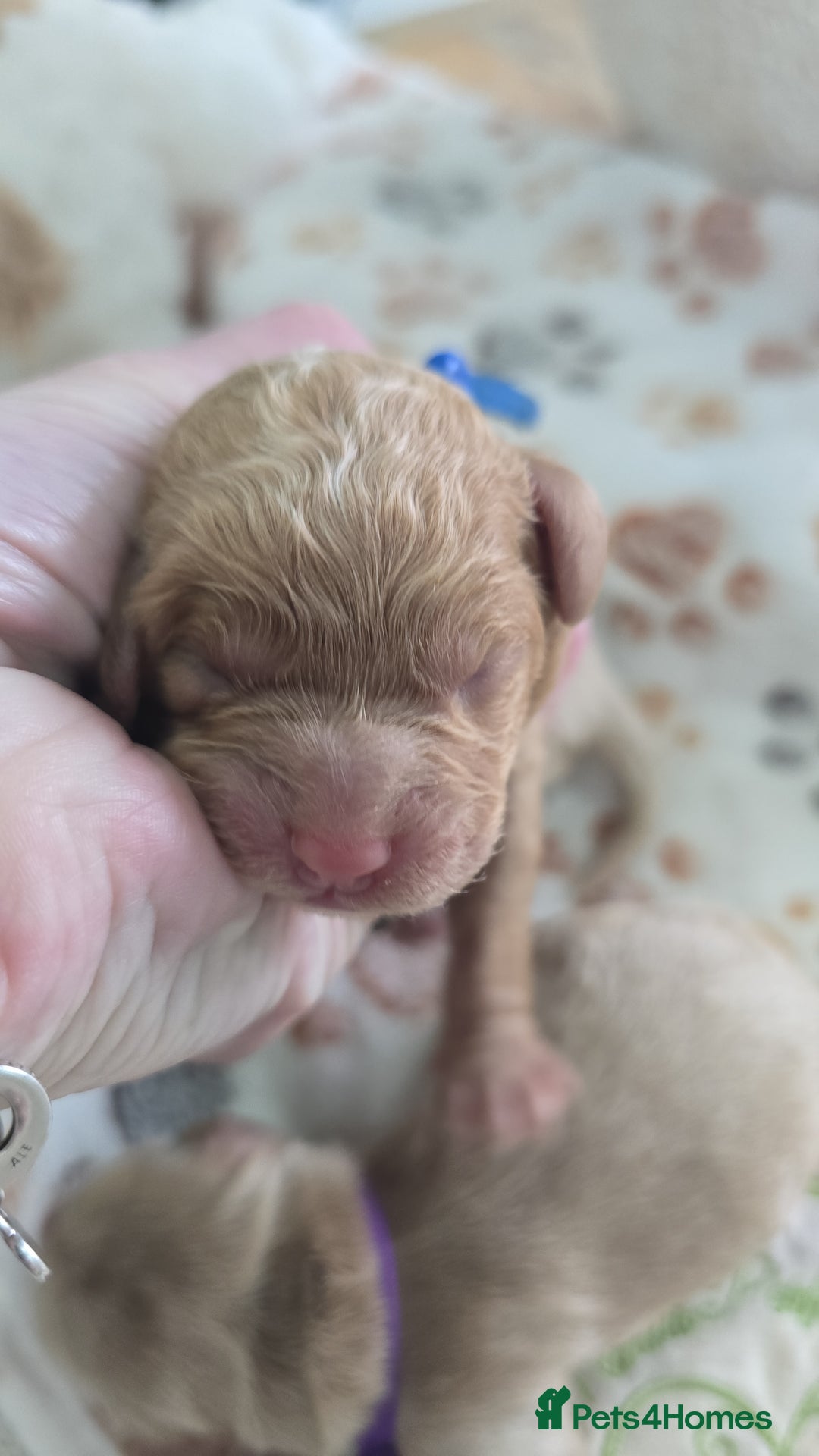 Cockapoo dogs for sale:  Toy cockerpoo health tested licensed Breeder  - Advert 13