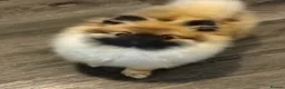 Pomeranian dogs for sale: Pomeranian  in Hebburn - Advert 14