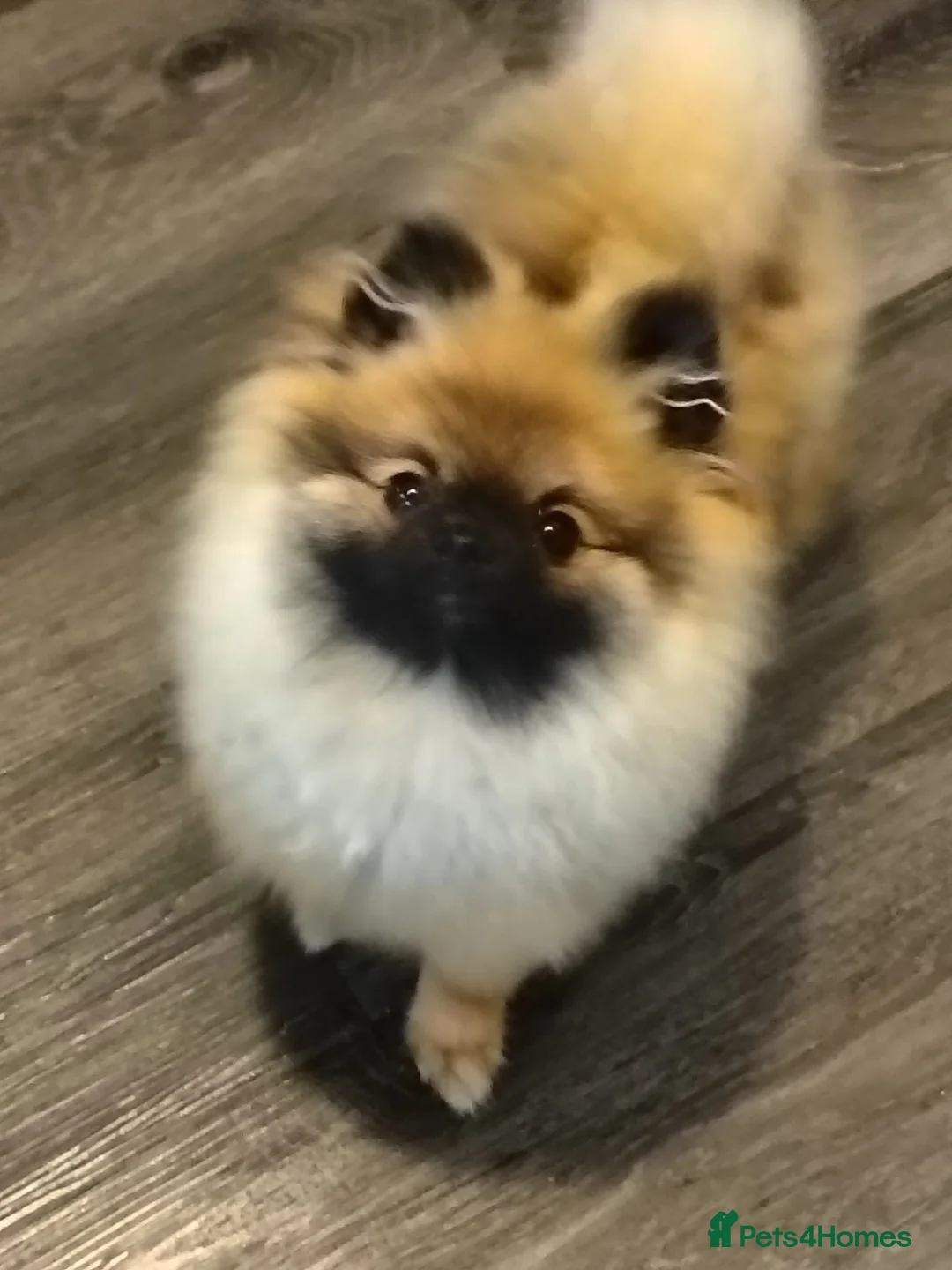 Pomeranian dogs for sale: Pomeranian  in Hebburn - Advert 14