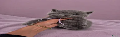 💜 Demi