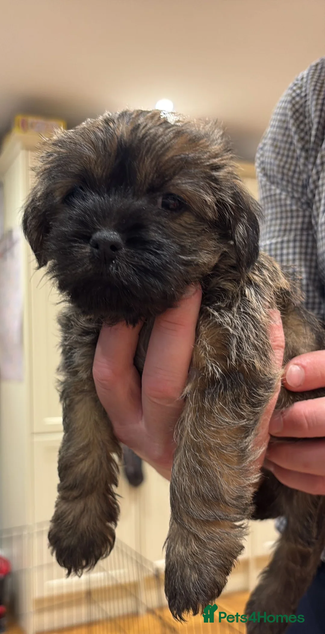 Mixed Breed dogs for sale: 🌟 Stunning Border Terrier x Shih Tzu Puppies in Hatfield - Advert 1