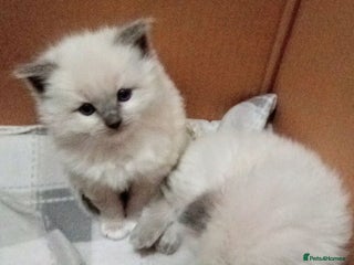 Ragdoll cats RAGDOLL KITTENS 100% PUREBRED STOKE - Advert 1