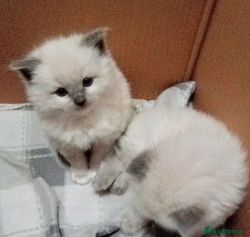 Ragdoll cats RAGDOLL KITTENS 100% PUREBRED STOKE - Advert 1