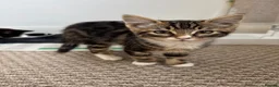 Mixed Breed cats for sale: Kitten - Advert 5
