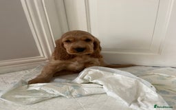 Cocker Spaniel dogs for sale: KC SHOW COCKER SPANIELS READY NOW - Image 1