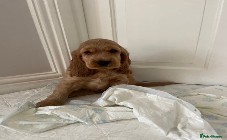 Cocker Spaniel dogs - Advert 10