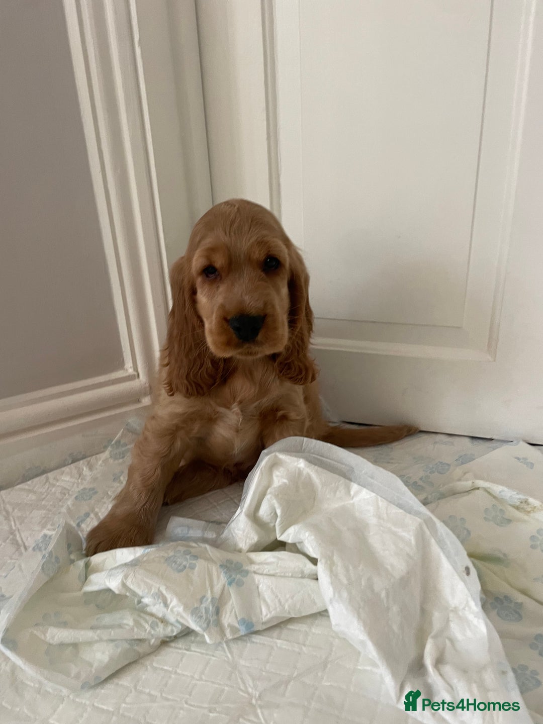 Cocker Spaniel dogs for sale: KC SHOW COCKER SPANIELS READY NOW - Image 1