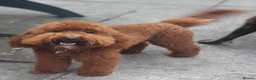 Cockapoo dogs for sale: Waiting list- F1BB cockapoo puppies  - Advert 4