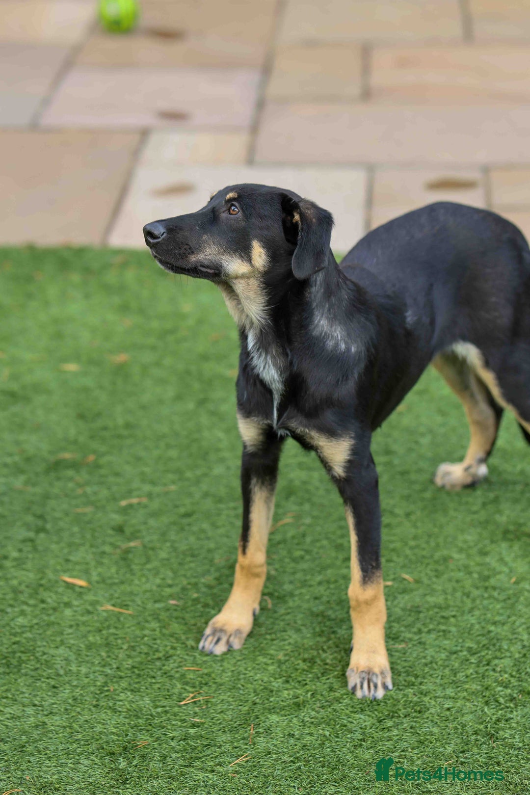 Mixed Breed dogs for adoption: Sweet Stella - reserved - Advert 6