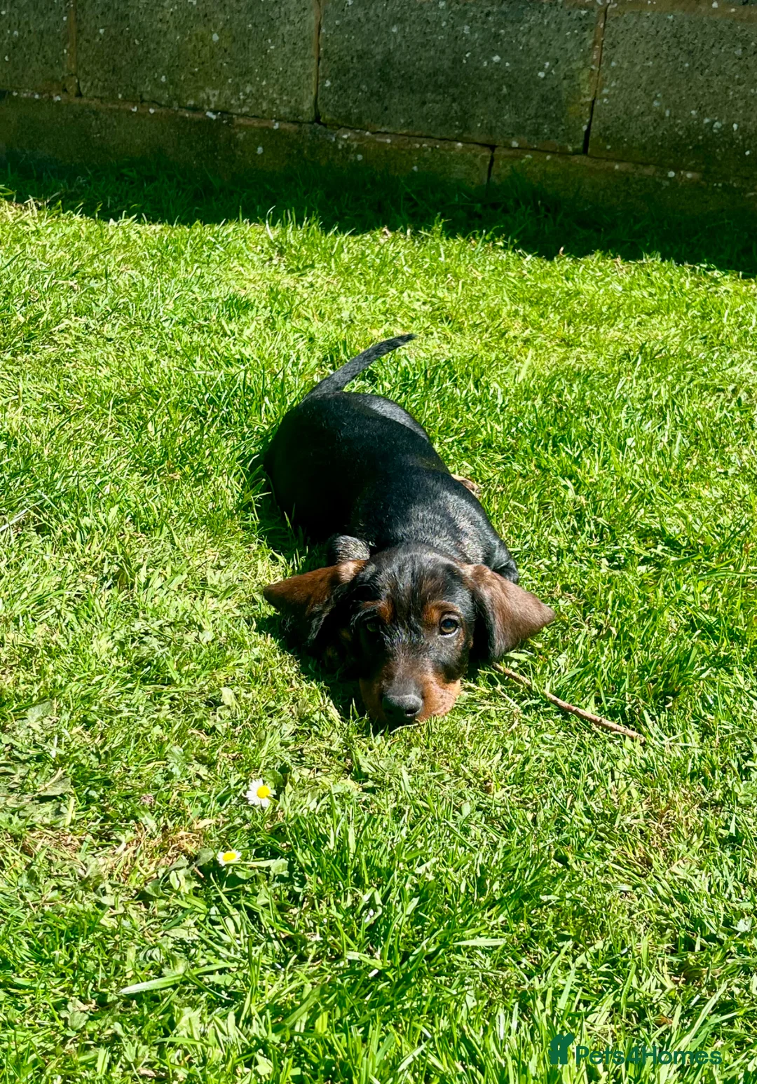 Dachshund dogs for sale: Kc registered Standard wire haired dachshund pups  - Advert 1