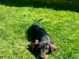 Dachshund dogs Kc registered Standard wire haired dachshund pups - Advert 18