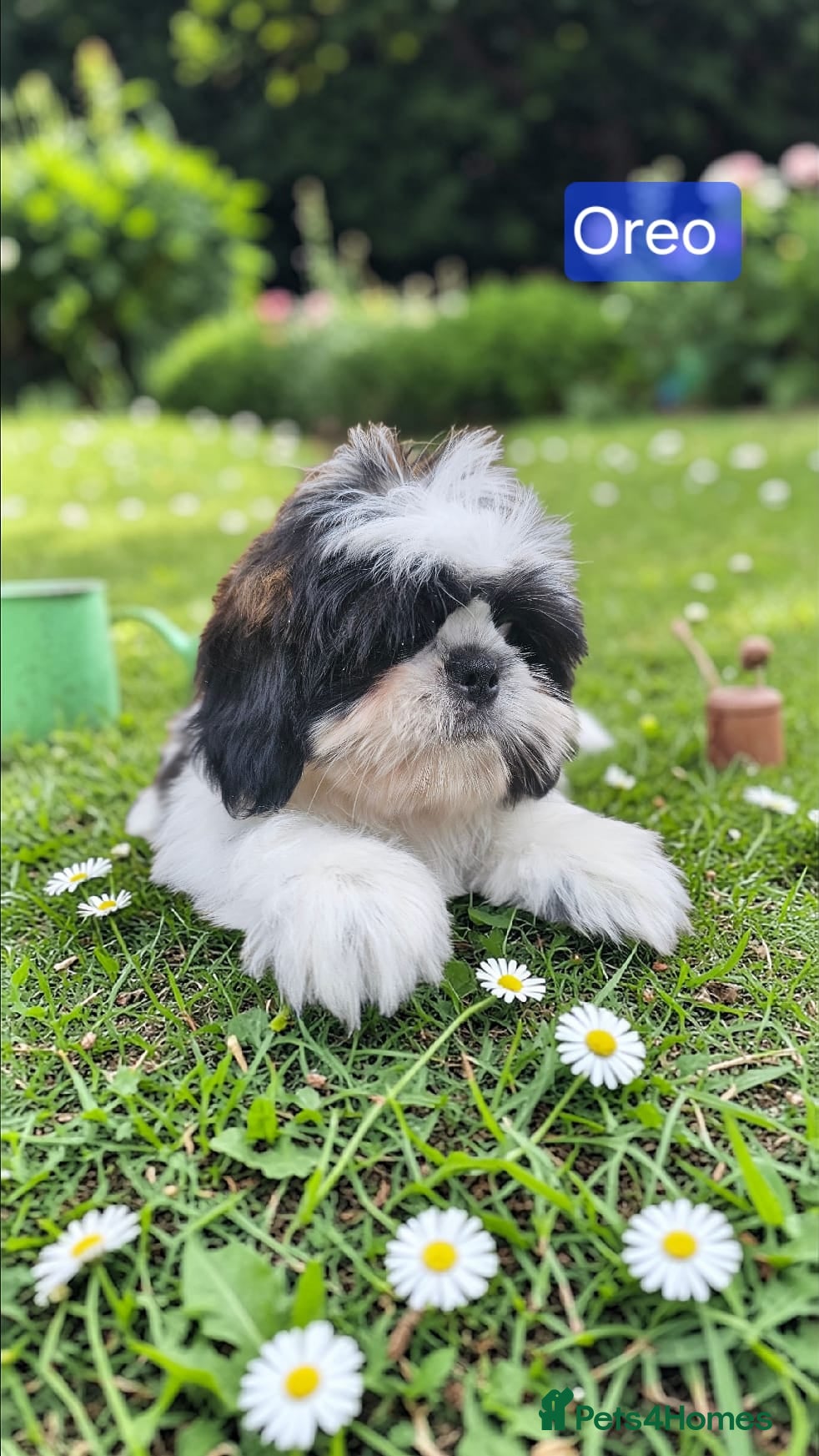 Shih Tzu dogs  💞 QUALITY STANDARD SHIH TZU 💕 - Advert 11