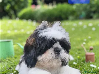 Shih Tzu dogs 💞 QUALITY STANDARD SHIH TZU 💕 - Advert 11