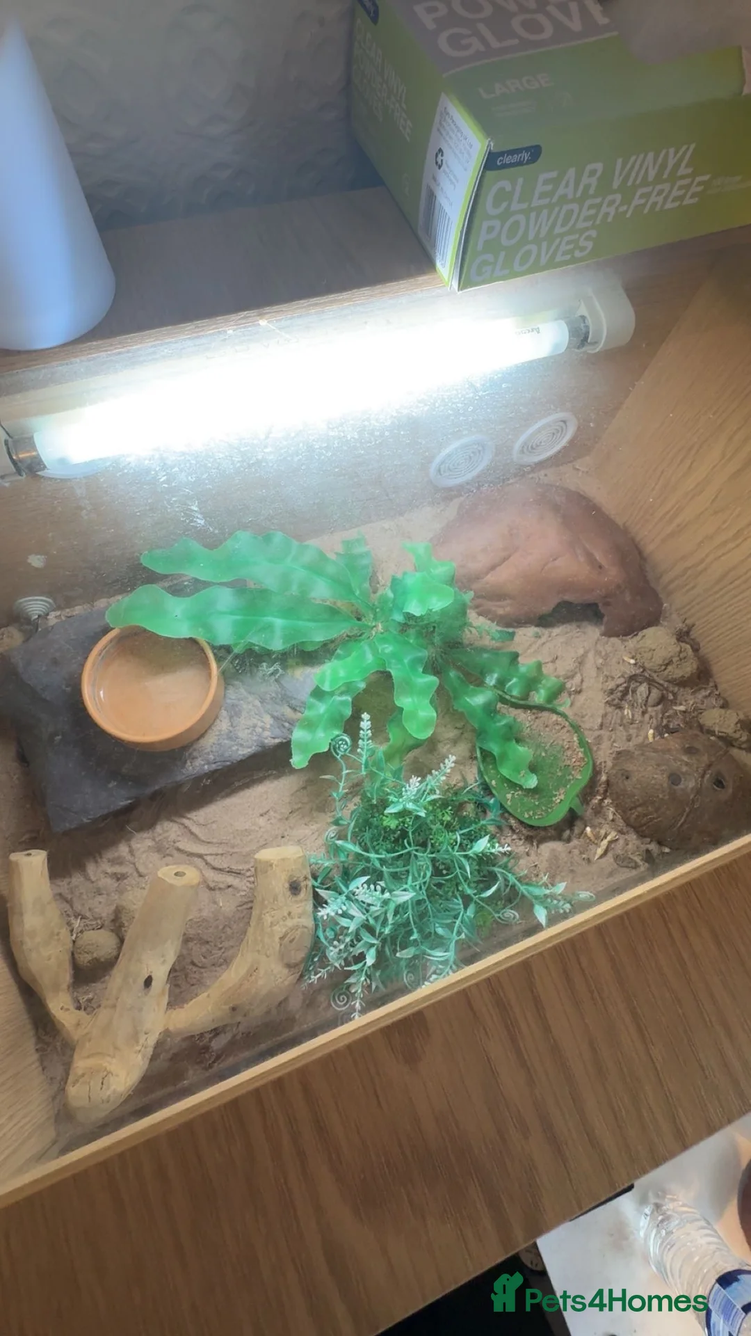 Leopard Gecko reptiles for sale: Leopard Gecko  - Advert 11