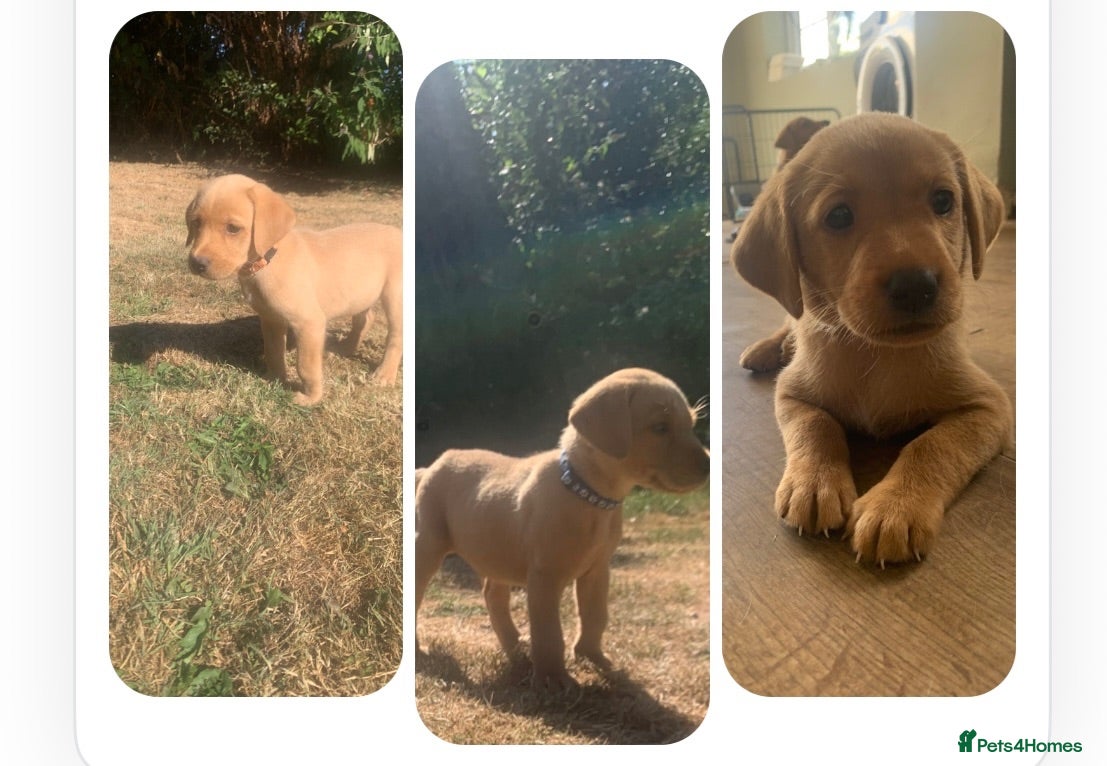 Labrador Retriever dogs  KC Labrador puppies 🐾 - Advert 9