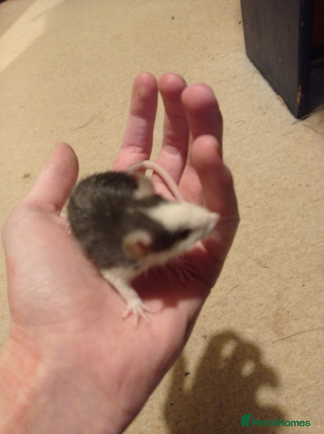 Rat rodents for sale: Lovely tame rats for sale red eyed, normal, albino - Advert 10