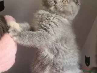 Scottish Fold cats Scottish fold - Advert 12