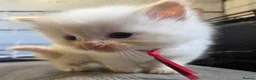 Ragdoll cats for sale: 2 Beautiful Ragdoll Kittens - Advert 25