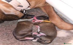 Boxer dogs for sale: Boxer puppies - Image 5