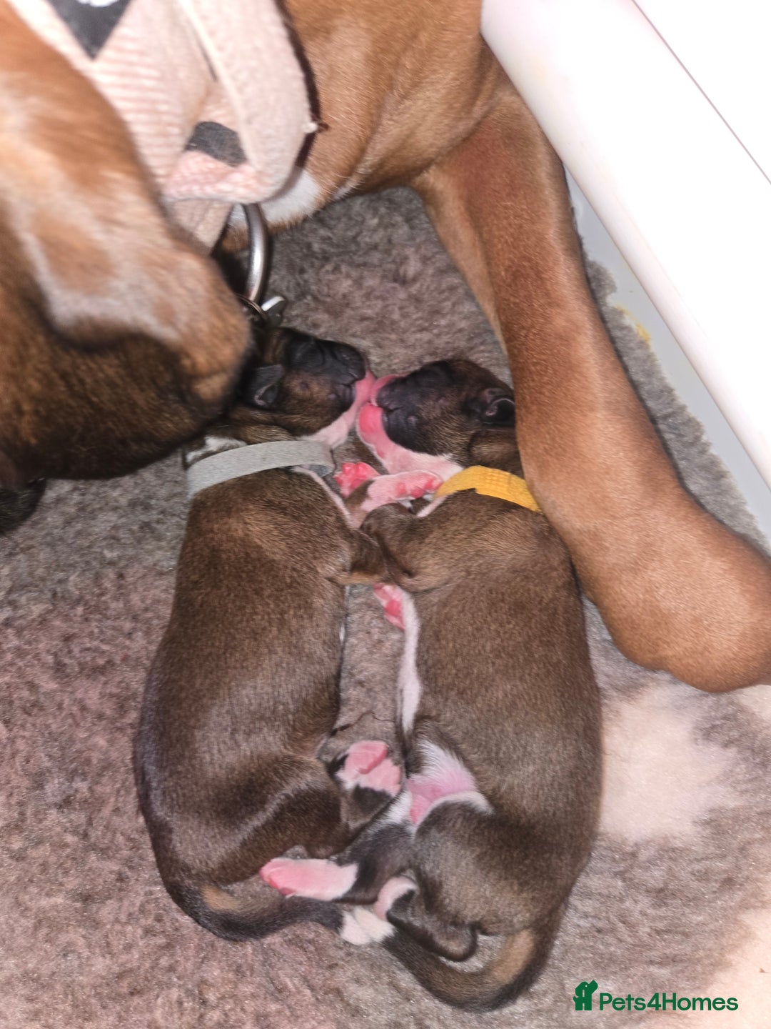 Boxer dogs for sale: Boxer puppies - Image 5