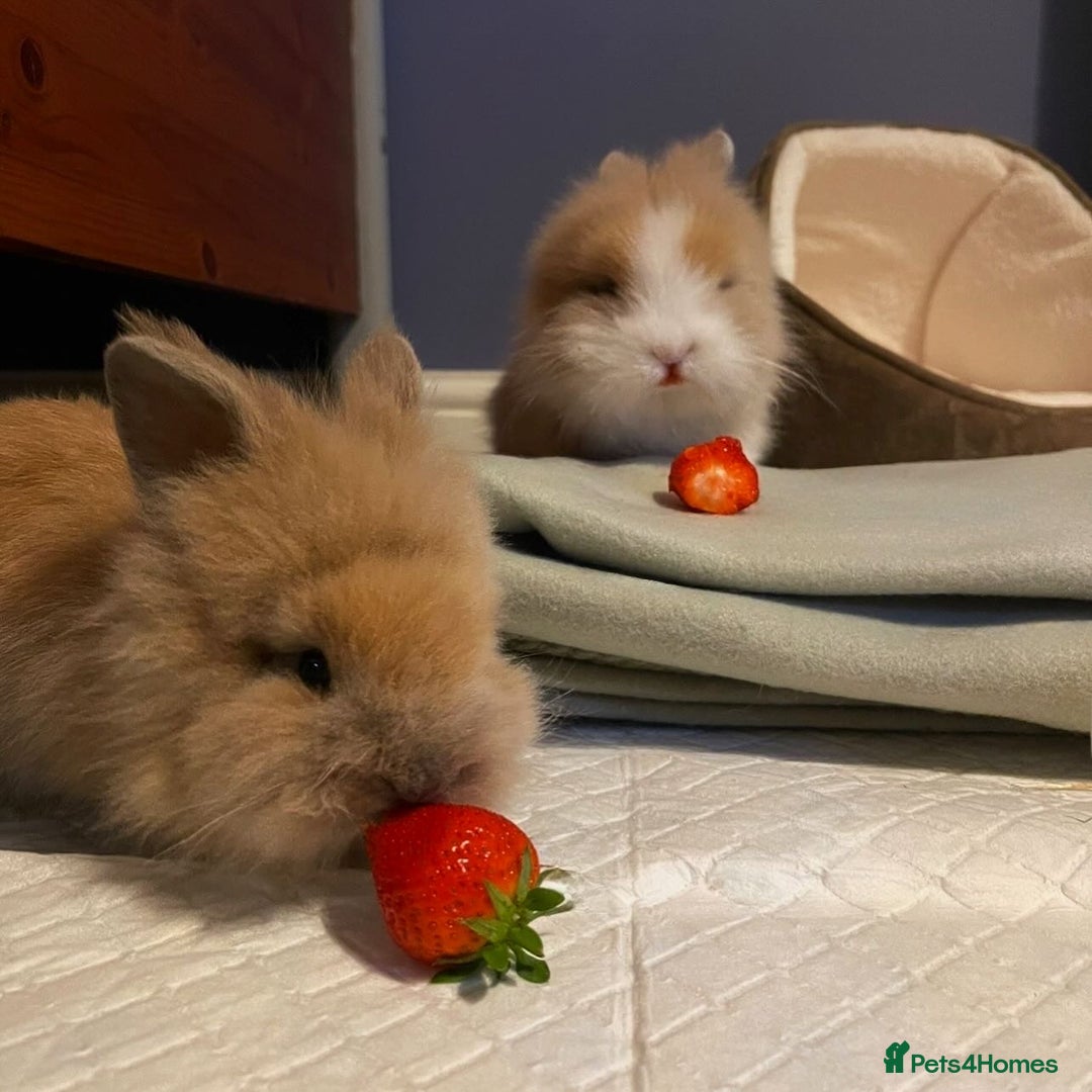 Lionhead rabbits for sale: 2 Female Lionhead Rabbits  - Image 5