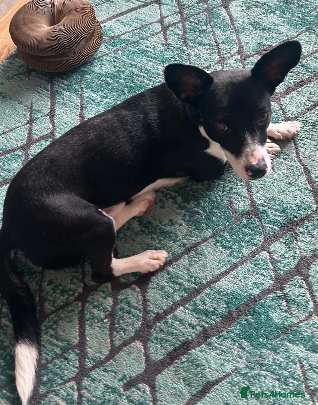 Mixed Breed dogs for adoption: Meet Mash 😍  in Edinburgh - Advert 2