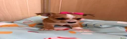 Mixed Breed dogs for sale: Jack Russell Cross Chorkie Puppies – Ready Now - Advert 33