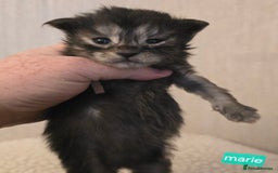 Maine Coon cats for sale: Maine Coon Kittens Smokes Large Russian Lines - Image 2