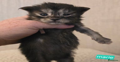 Maine Coon cats - Advert 5