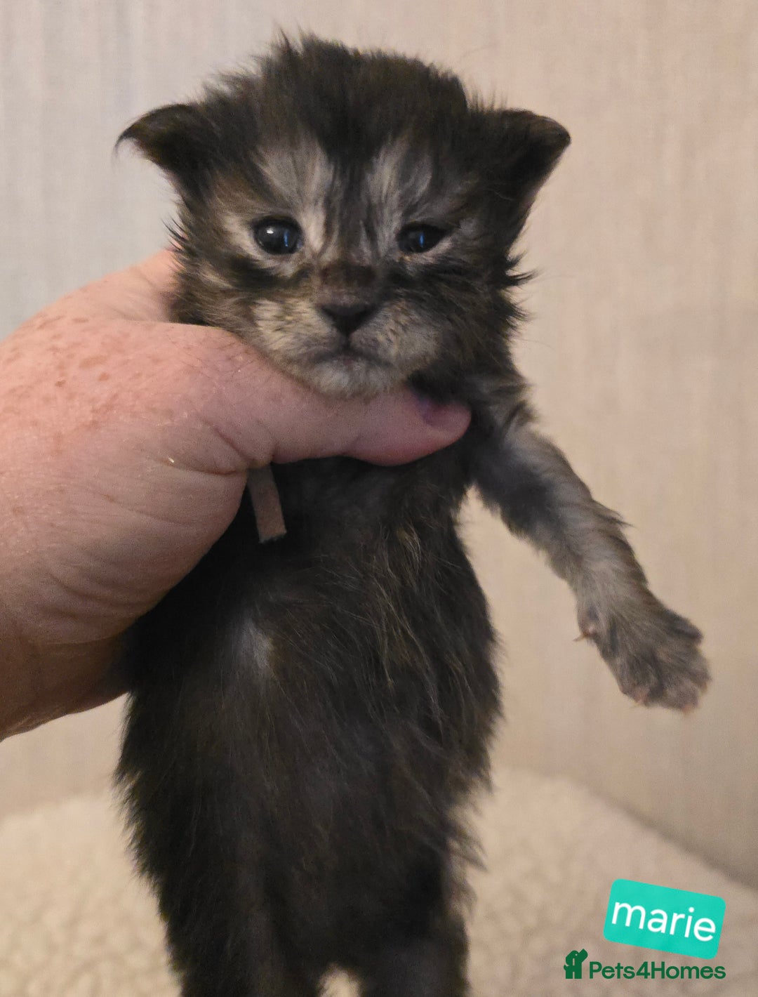 Maine Coon cats for sale: Maine Coon Kittens Smokes Large Russian Lines - Image 2