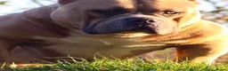 American Bully dogs for sale: Abkc American pockets - Advert 6
