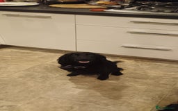 Mixed Breed dogs for sale: Six beautiful cockerpoos - Image 2