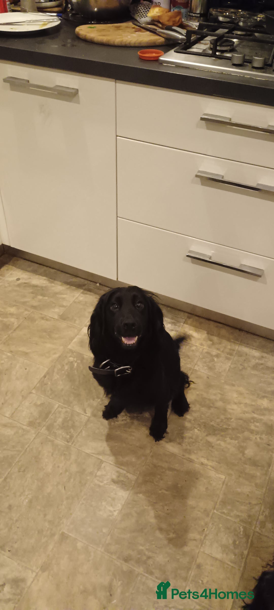 Mixed Breed dogs for sale: Six beautiful cockerpoos - Image 2