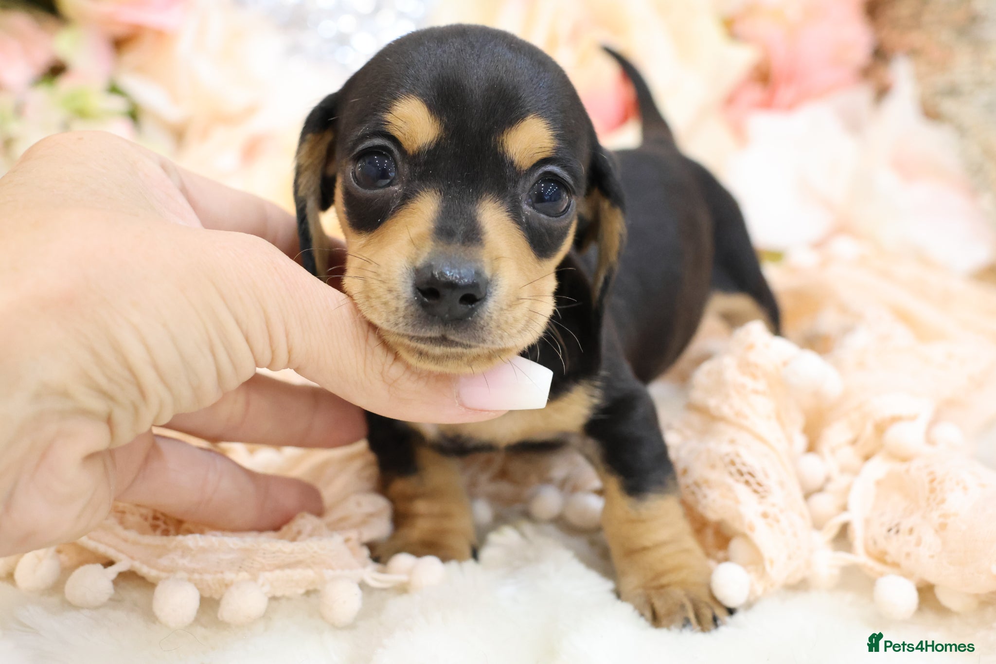 Miniature Dachshund dogs KC Miniature Dachshund Puppies - Advert 15